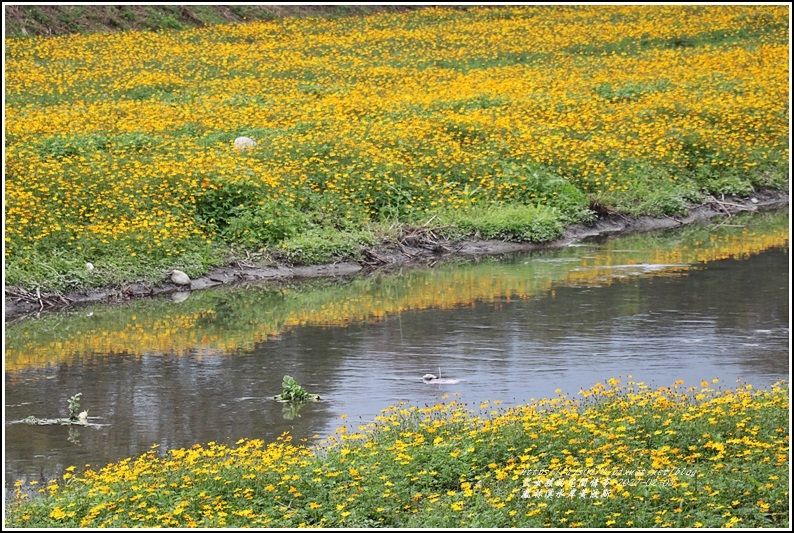 鳳林溪水岸黃波斯-2021-02-47.jpg