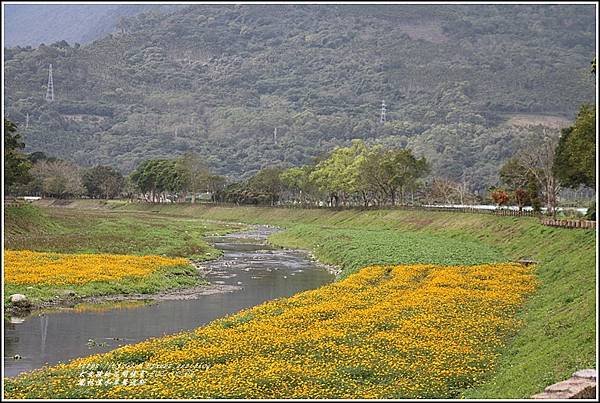 鳳林溪水岸黃波斯-2021-02-46.jpg