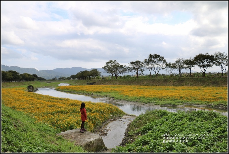 鳳林溪河岸花海,黃波斯菊,河堤健走,鳳林鎮公所,溪水景觀,花蓮中區,花海賞花,花蓮,鳳林,鳳林溪,花海,波斯菊,賞花,河岸