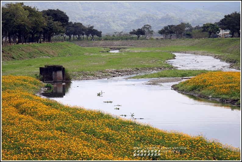 鳳林溪水岸黃波斯-2021-02-49.jpg