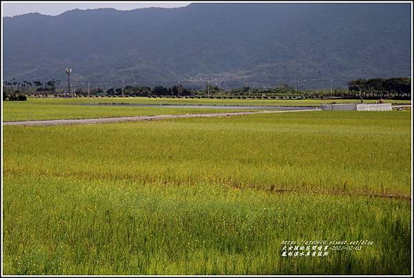 鳳林溪水岸黃波斯-2021-02-60.jpg