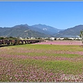 二層坪水橋大波斯花海-2021-02-02.jpg