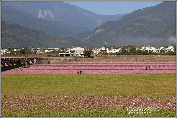 二層坪水橋大波斯花海-2021-02-03.jpg