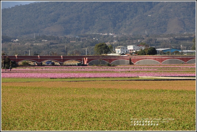 二層坪水橋大波斯花海-2021-02-06.jpg