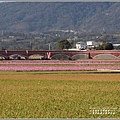 二層坪水橋大波斯花海-2021-02-06.jpg