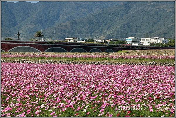 二層坪水橋大波斯花海-2021-02-12.jpg