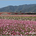 二層坪水橋大波斯花海-2021-02-16.jpg