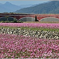 二層坪水橋大波斯花海-2021-02-14.jpg