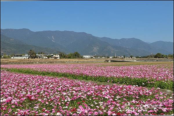 二層坪水橋大波斯花海-2021-02-23.jpg