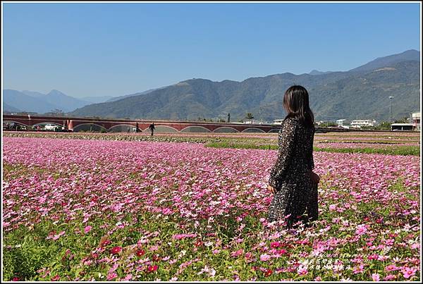 二層坪水橋大波斯花海-2021-02-27.jpg