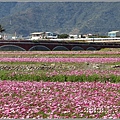 二層坪水橋大波斯花海-2021-02-31.jpg