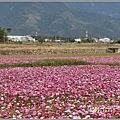 二層坪水橋大波斯花海-2021-02-29.jpg