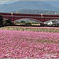 二層坪水橋大波斯花海-2021-02-32.jpg