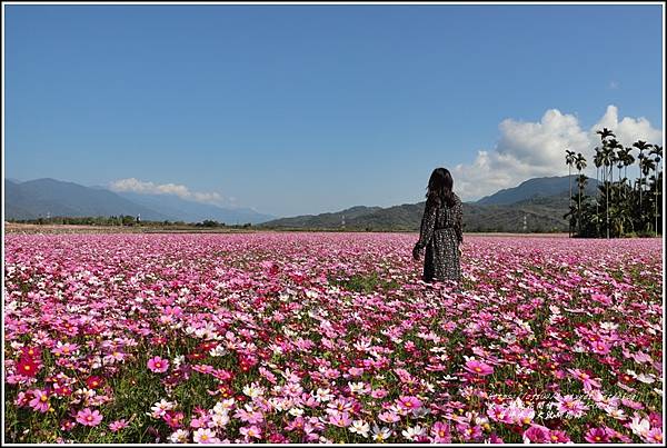 二層坪水橋大波斯花海-2021-02-53.jpg