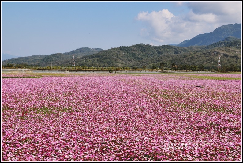 二層坪水橋大波斯花海-2021-02-56.jpg