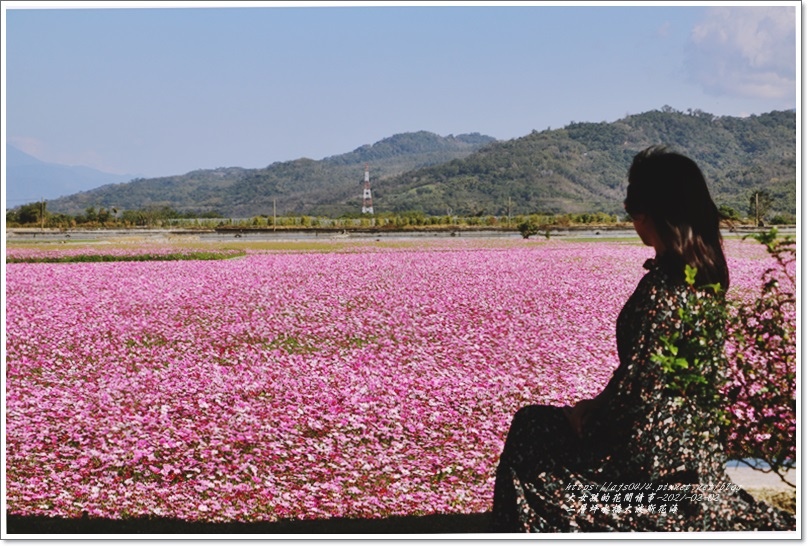二層坪水橋,大波斯菊花海,鹿野鄉瑞隆村,台東旅遊,季節限定花海,縱谷景觀,毛小孩旅遊,台東,鹿野,花海,賞花,大波斯菊,拍照,打卡