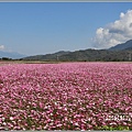 二層坪水橋大波斯花海-2021-02-62.jpg