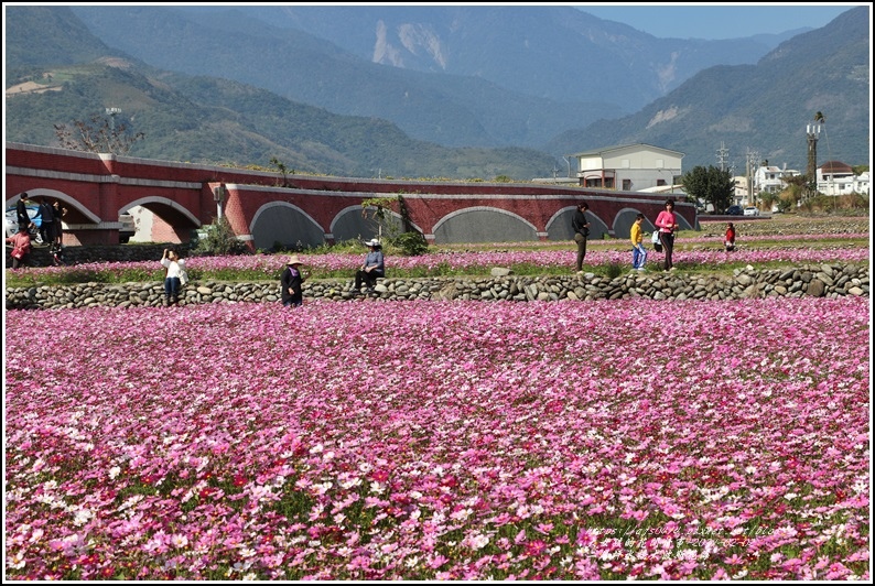 二層坪水橋大波斯花海-2021-02-69.jpg