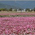 二層坪水橋大波斯花海-2021-02-68.jpg