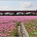 二層坪水橋大波斯花海-2021-02-91.jpg