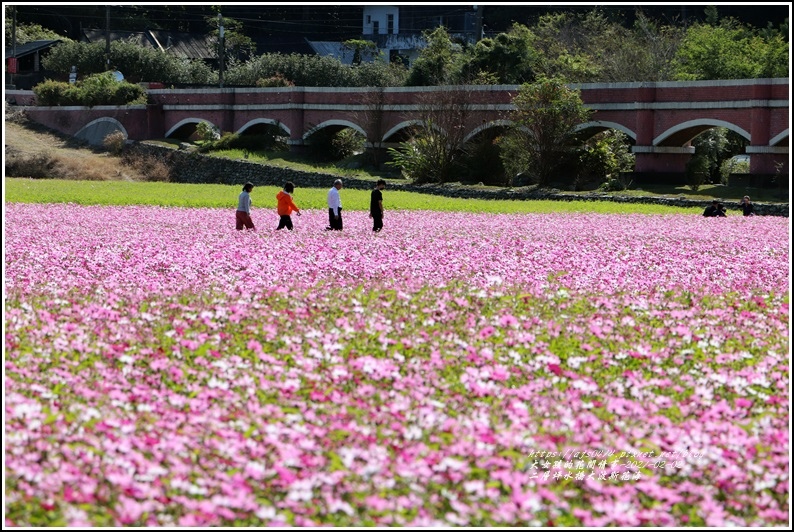 二層坪水橋大波斯花海-2021-02-92.jpg