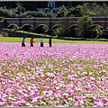 二層坪水橋大波斯花海-2021-02-92.jpg