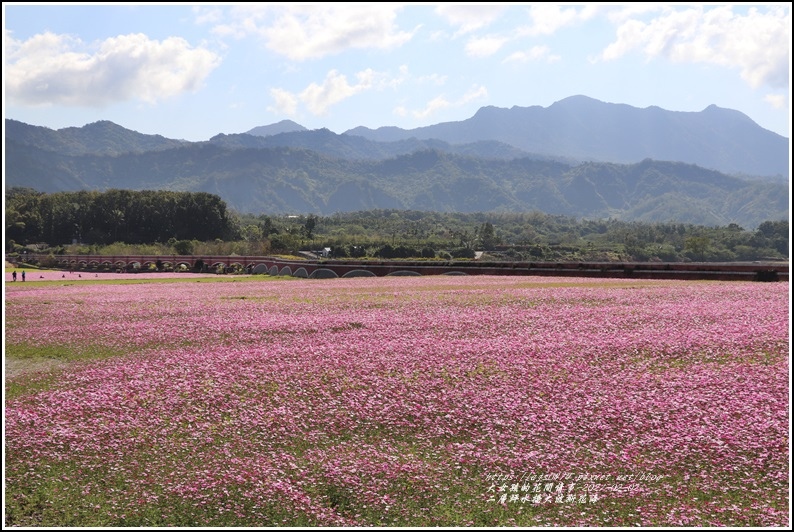 二層坪水橋大波斯花海-2021-02-95.jpg