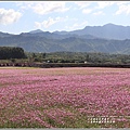 二層坪水橋大波斯花海-2021-02-95.jpg