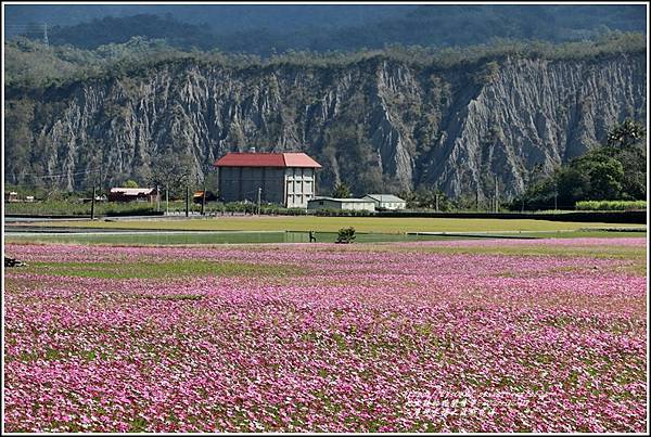 二層坪水橋大波斯花海-2021-02-96.jpg