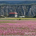 二層坪水橋大波斯花海-2021-02-96.jpg