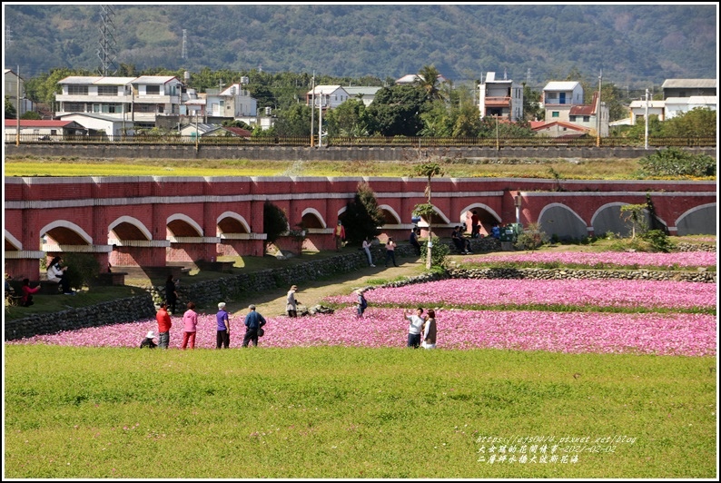 二層坪水橋大波斯花海-2021-02-99.jpg