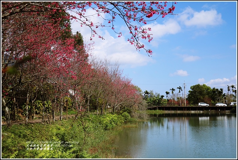 大加汗碧赫潭櫻花-2021-02-07.jpg