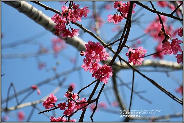 大加汗碧赫潭櫻花-2021-02-21.jpg