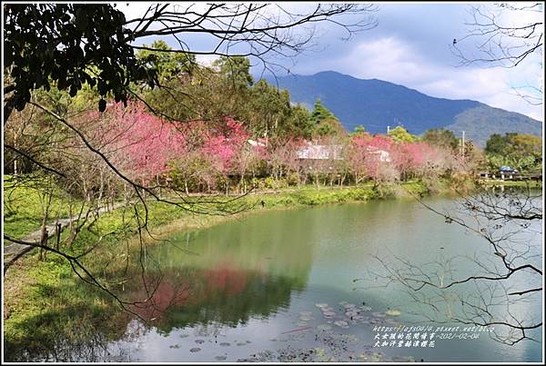 大加汗碧赫潭櫻花-2021-02-32.jpg