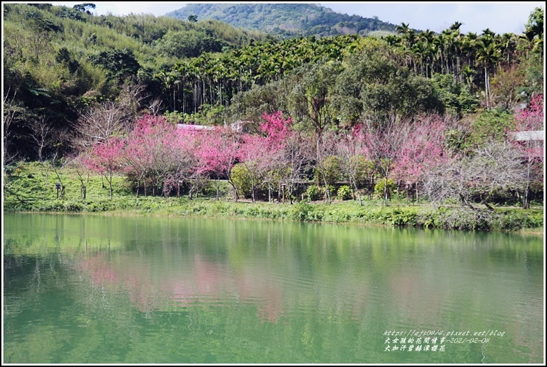 大加汗碧赫潭櫻花-2021-02-62.jpg