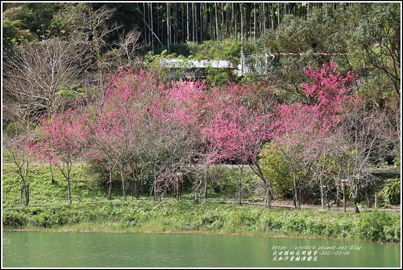 大加汗碧赫潭櫻花-2021-02-70.jpg