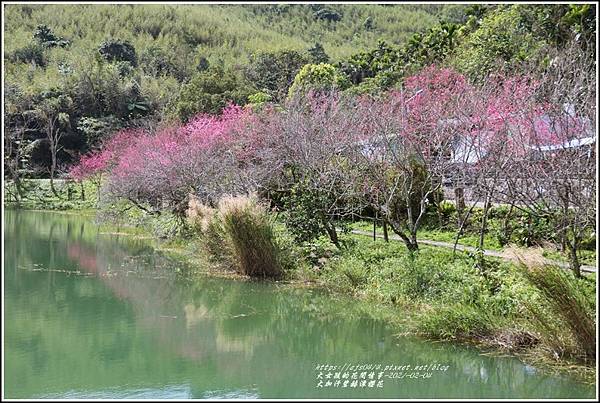 大加汗碧赫潭櫻花-2021-02-82.jpg