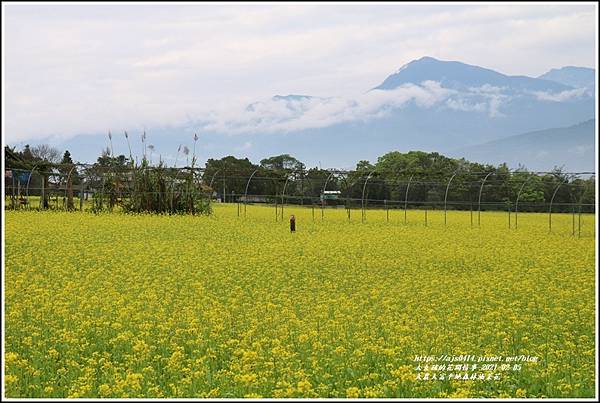 大農大富平地森林油菜花-2021-02-08.jpg