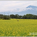 大農大富平地森林油菜花-2021-02-08.jpg