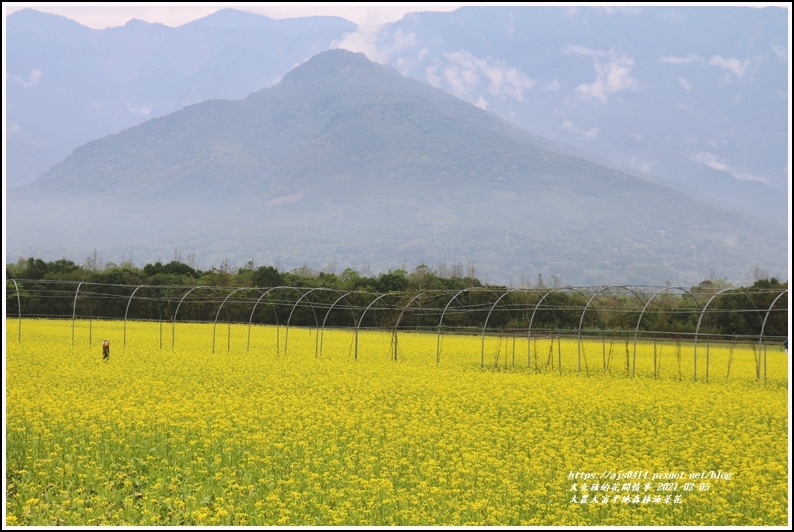 大農大富平地森林油菜花-2021-02-06.jpg