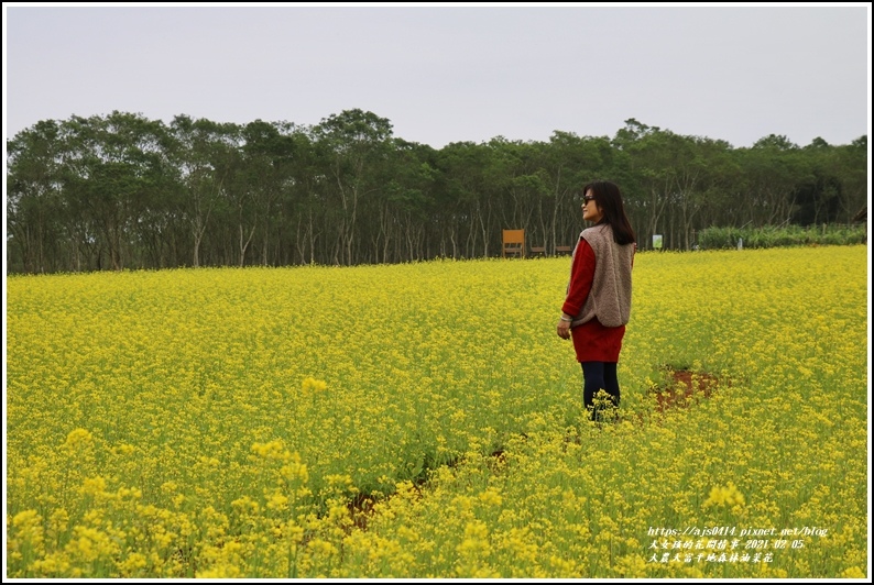 大農大富平地森林油菜花-2021-02-10.jpg