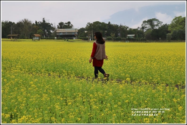 大農大富平地森林油菜花-2021-02-21.jpg