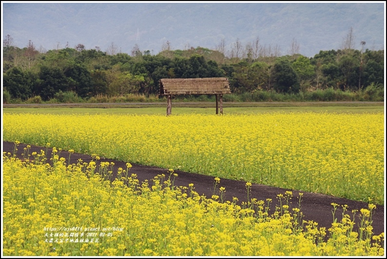 大農大富平地森林油菜花-2021-02-29.jpg