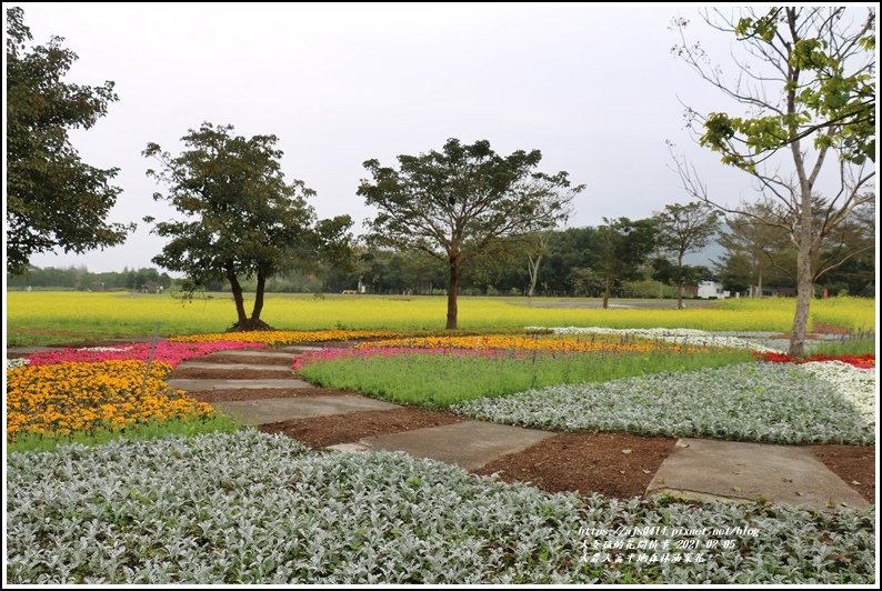 大農大富平地森林油菜花-2021-02-34.jpg