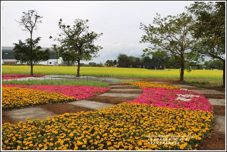 大農大富平地森林油菜花-2021-02-41.jpg