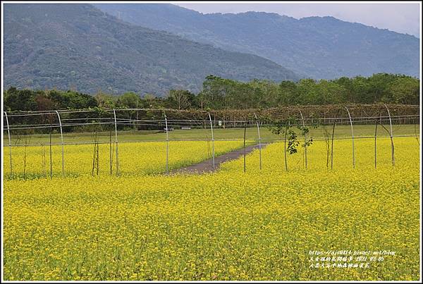 大農大富平地森林油菜花-2021-02-61.jpg