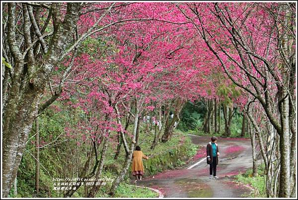 鳳林櫻花步道-2021-02-04.jpg