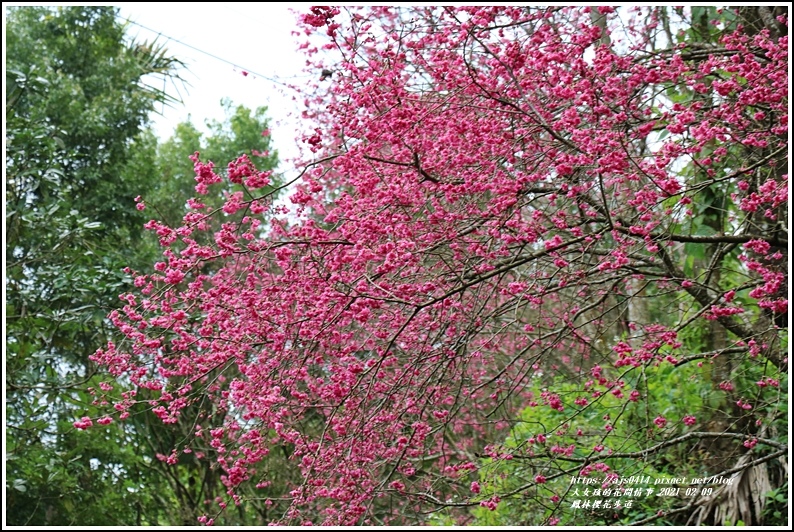 鳳林櫻花步道-2021-02-03.jpg