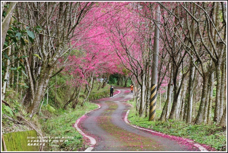 鳳林櫻花步道-2021-02-01.jpg