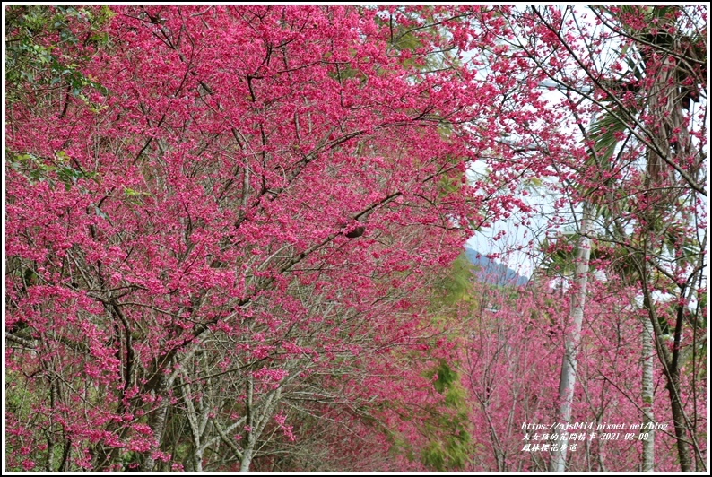 鳳林櫻花步道-2021-02-07.jpg